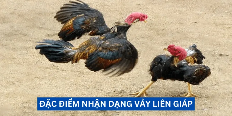 dac-diem-nhan-dang-vay-lien-giap