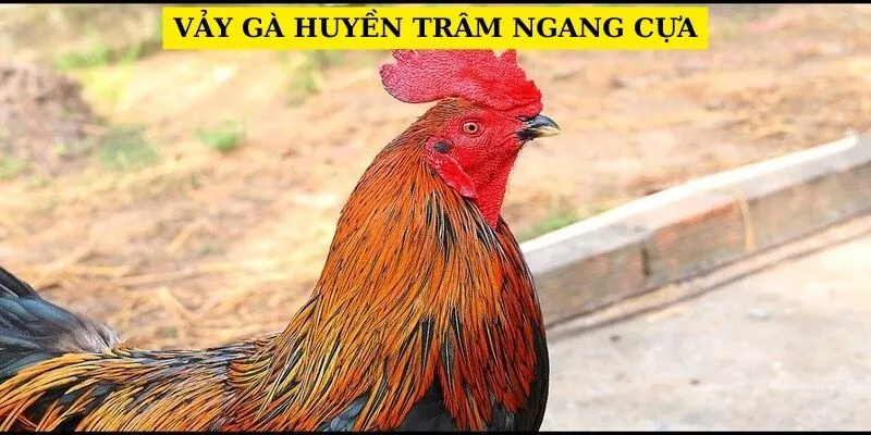 vay-ga-huyen-tram-ngang-cua