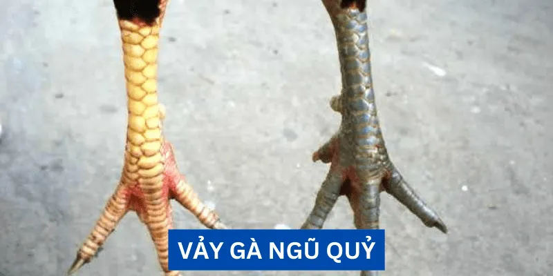 vay-ga-ngu-quy