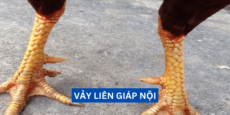 vay-lien-giap-noi