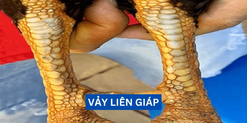 vay-lien-giap