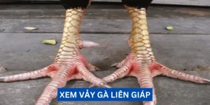 xem-vay-ga-lien-giap